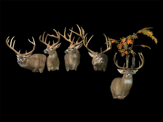 Taxidermist Spotlight: The Art of Preserving the Hunt with Hayes Taxidermy