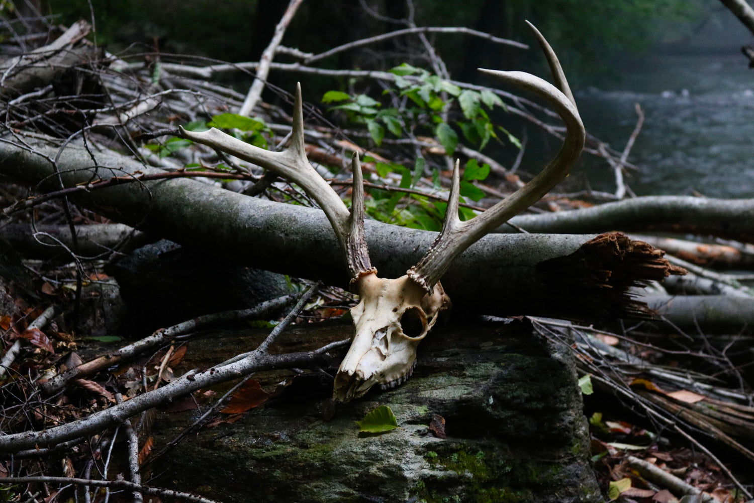 The Bone Legacy