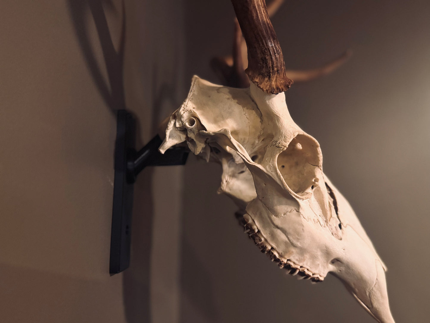 The Bone Legacy Euro Mount
