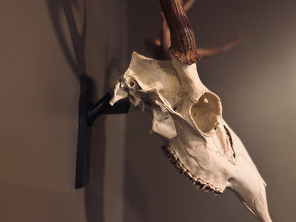 The Bone Legacy Euro Mount