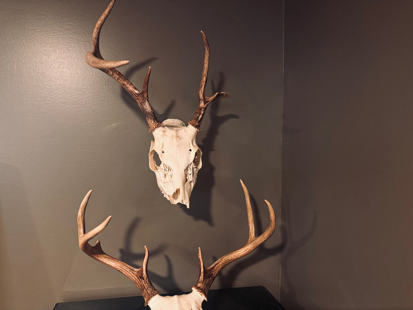 The Bone Legacy Euro Mount