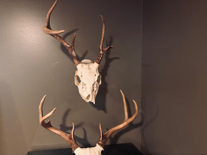 The Bone Legacy Euro Mount