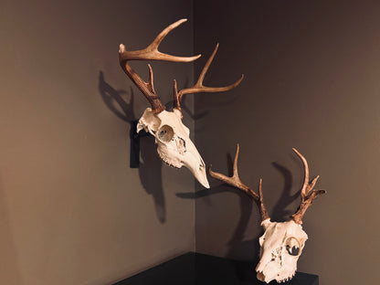 The Bone Legacy Euro Mount